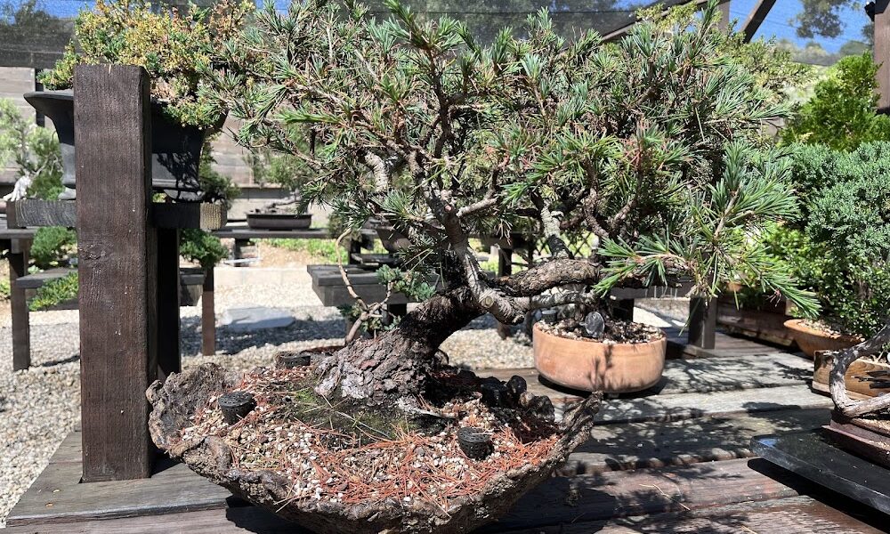 Kimura Bonsai Garden