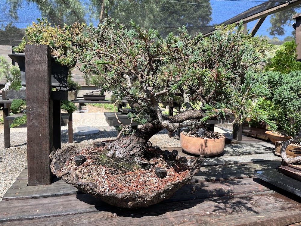 Kimura Bonsai Garden