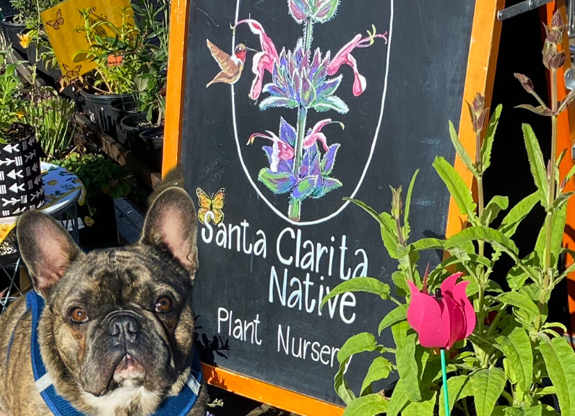 Santa Clarita Native Plant Nursery