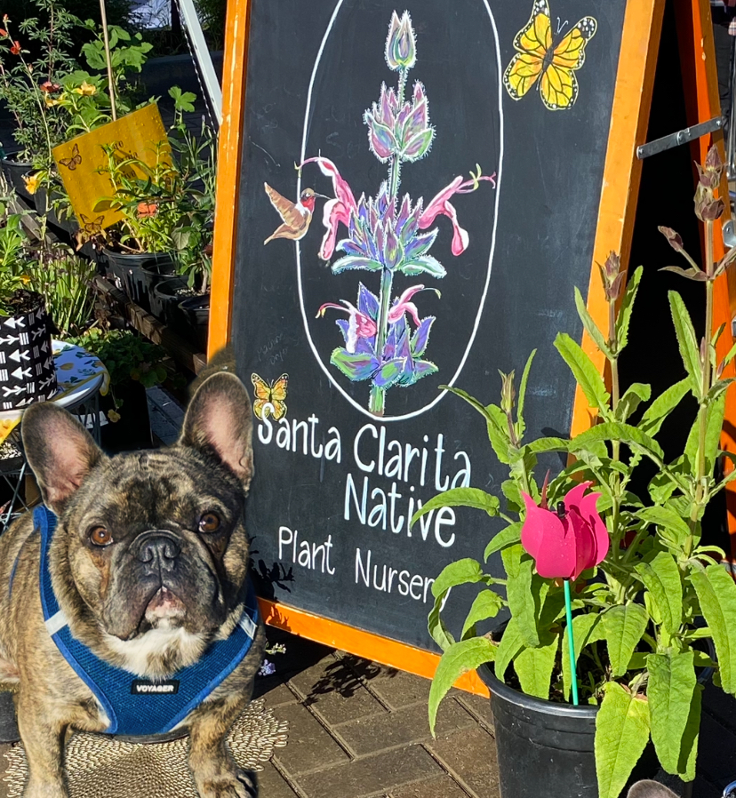 Santa Clarita Native Plant Nursery