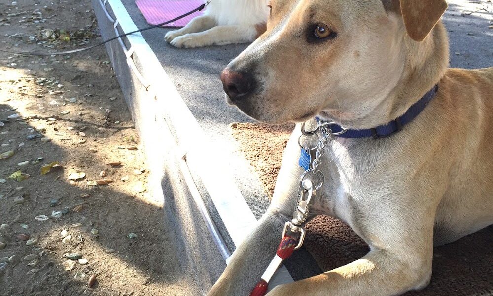 Reel Dog Professional Animal Training & Rentals